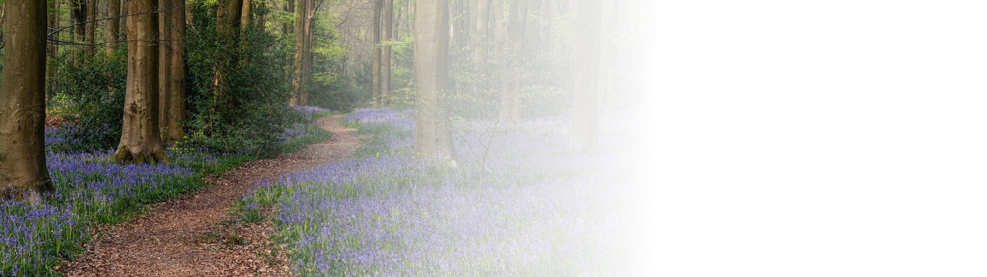 banner-blog